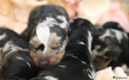 Miniature Dachshund dogs for sale: KC Miniature Dachshund Puppies - Advert 9