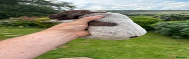 German Shorthaired Pointer 9