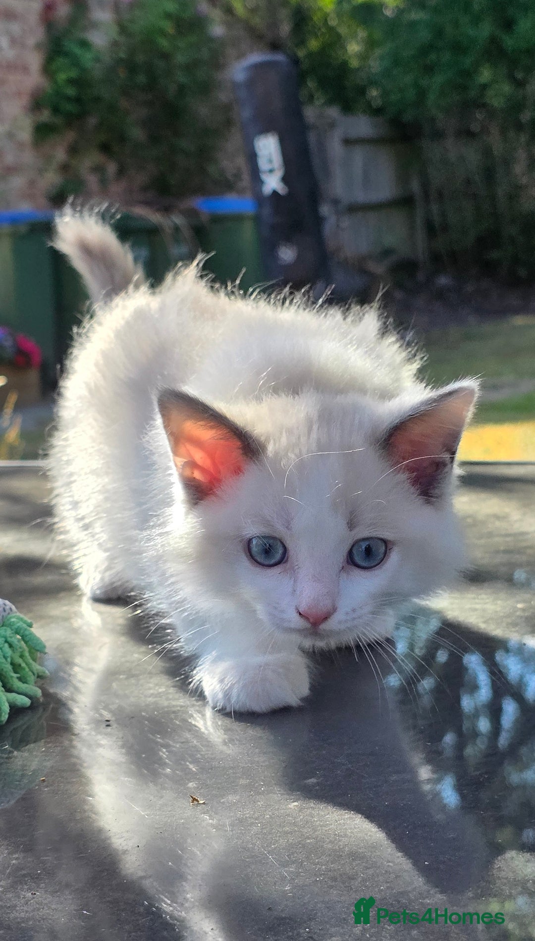 Ragdoll cats for sale: GCCF REGISTERED RAGDOLL KITTENS - Image 16