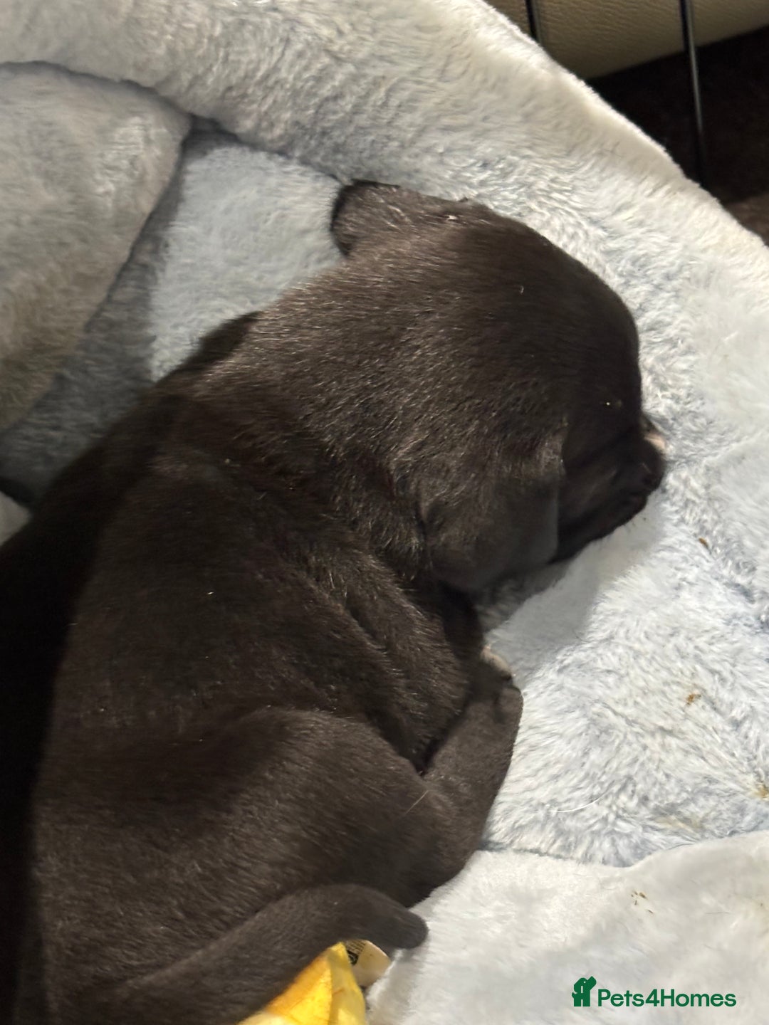 Mixed Breed dogs for sale: canó corso cross british bulldog puppy’s  - Image 5