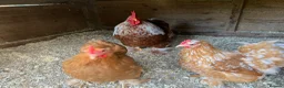Chickens poultry for sale: Pekin bantams chicks - Advert 1