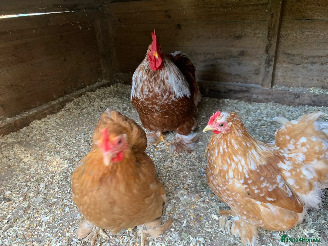 Chickens poultry for sale: Pekin bantams chicks - Advert 1