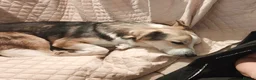 Mixed Breed dogs for adoption: Banjo (terrier mix) in London - Advert 20