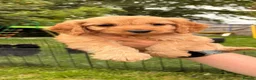 Cockapoo dogs for sale: LAST BEAUTIFUL GOLDEN COCKAPOO GIRL AND BOY - Advert 4