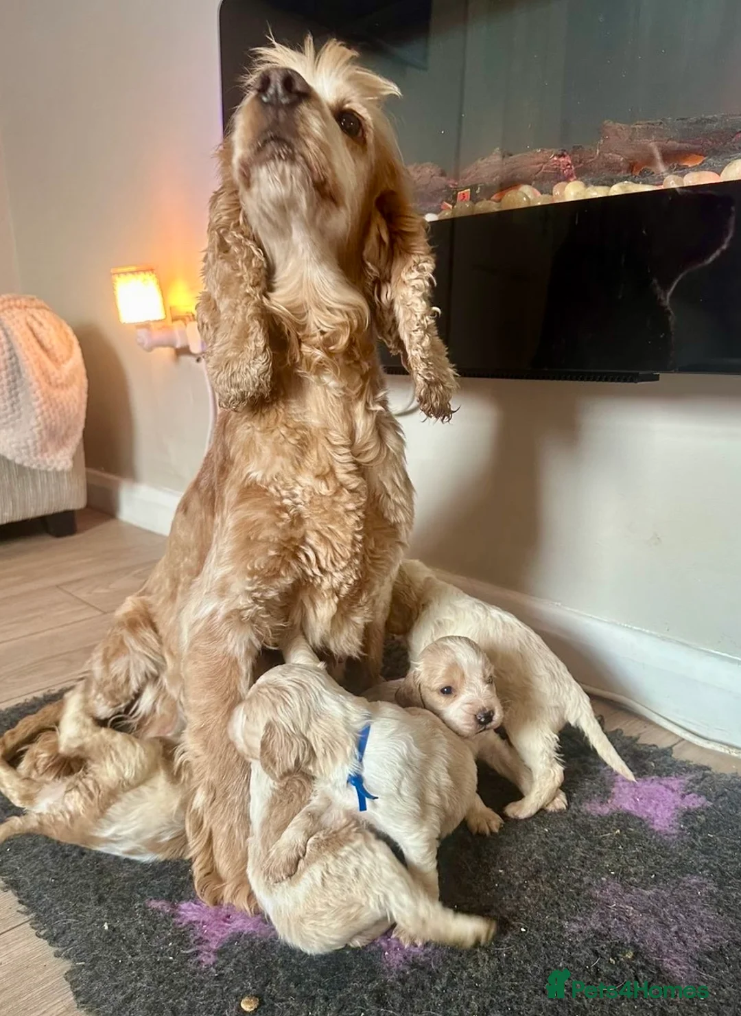 Cocker Spaniel dogs for sale: Stunning Show Cocker Spaniel Pups  - Advert 1