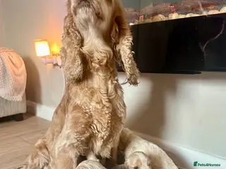 Cocker Spaniel dogs Stunning Show Cocker Spaniel Pups - Advert 1