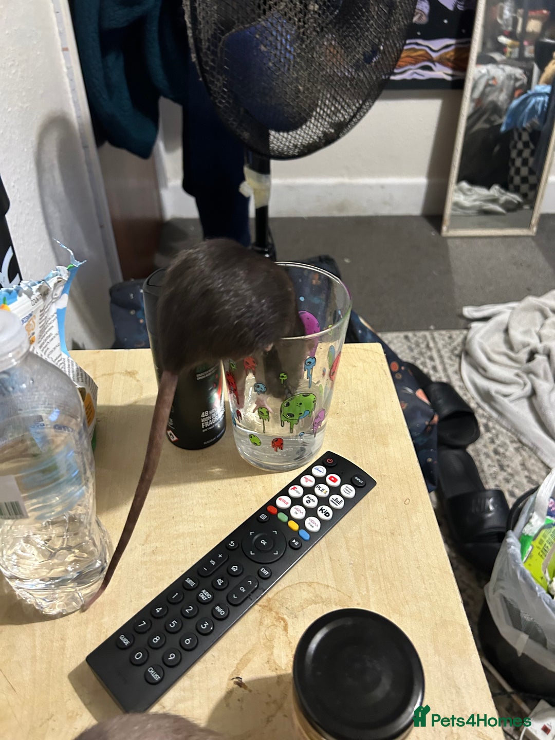 Rat rodents for sale: Luna, Hazel, Remi and Rio - Advert 3