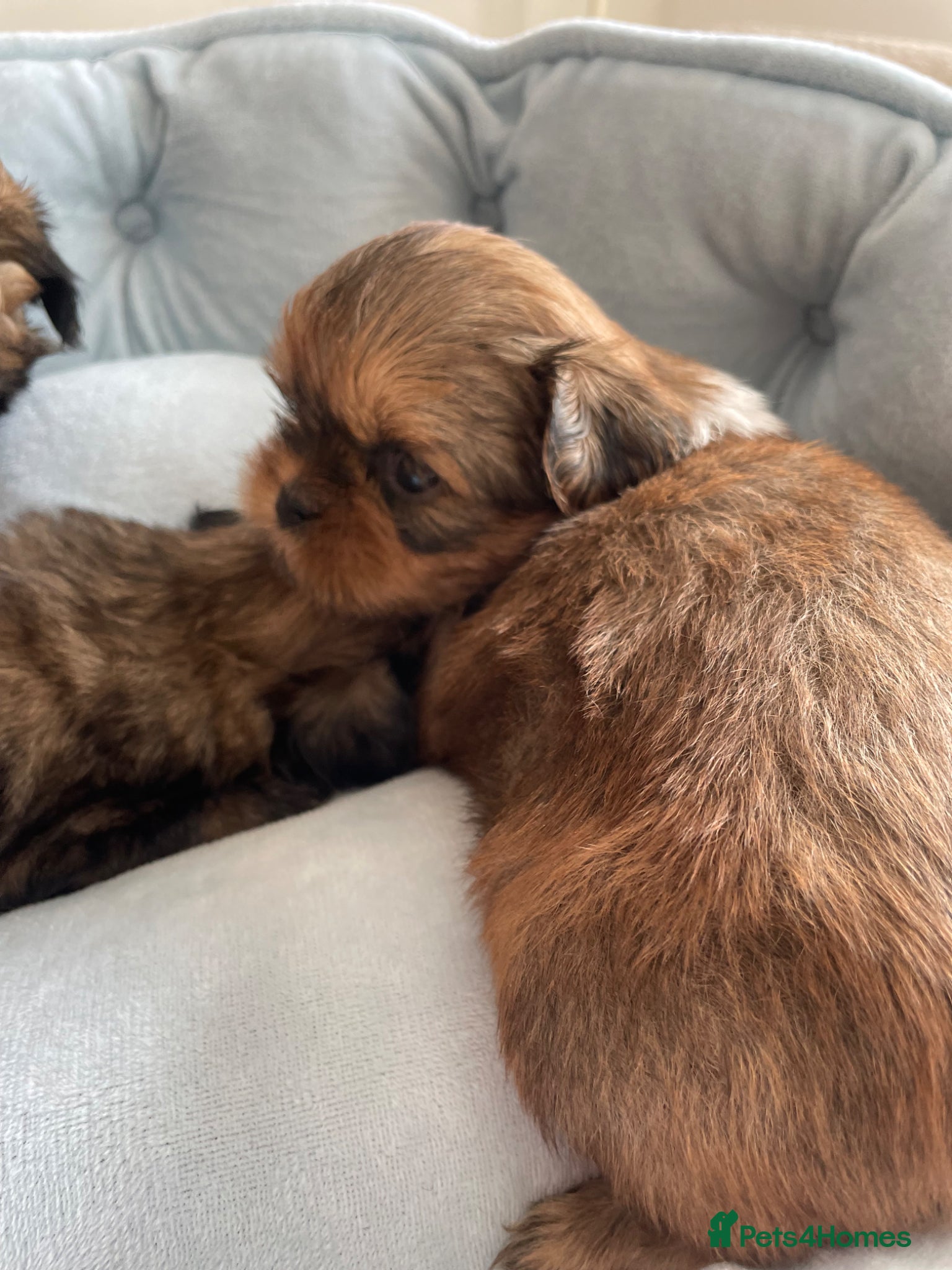 Shih Tzu dogs KC reg standard shihtzu - Advert 1