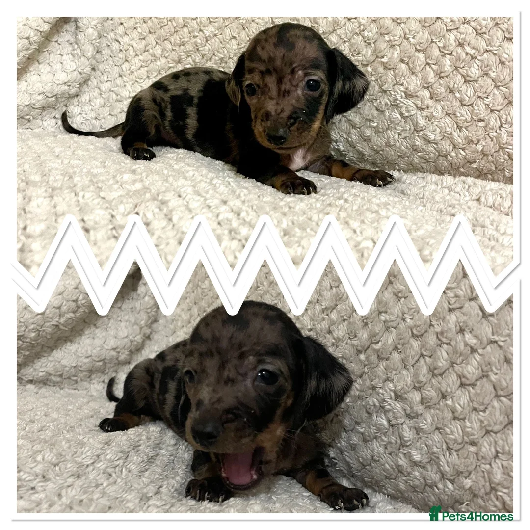 Miniature Dachshund dogs for sale: Miniature dachshund  - Advert 6