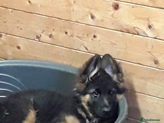 German Shepherd dogs - Advert 28