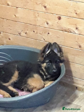 German Shepherd dogs - Advert 9