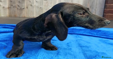 Miniature Dachshund dogs - Advert 3