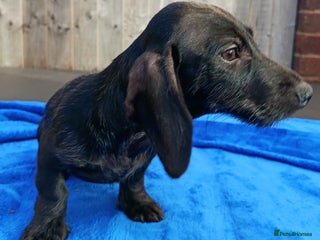 Miniature Dachshund dogs - Advert 15