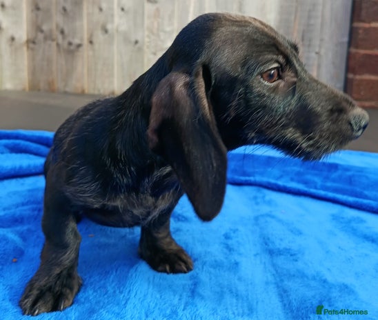 Miniature Dachshund dogs - Advert 15