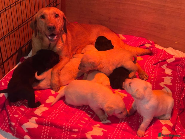 Labrador Retriever dogs Health Tested Perfect chunky Labrador Puppies - Advert 1