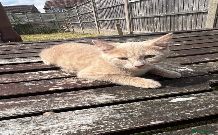 Mixed Breed cats for sale - Advert 1
