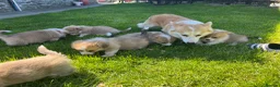Welsh Corgi Pembroke dogs for sale: KC Reg Pembs Corgi - Advert 3