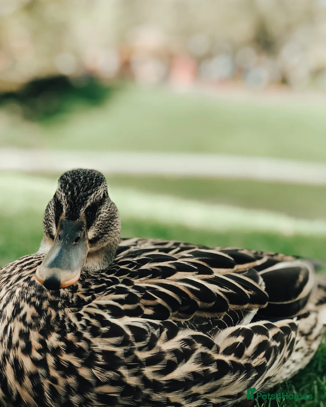Ducks poultry for sale: Call duck hatching eggs in Marlborough - Advert 1