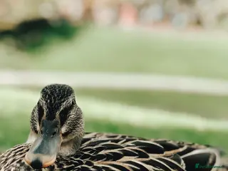 Ducks poultry Call duck hatching eggs - Advert 2