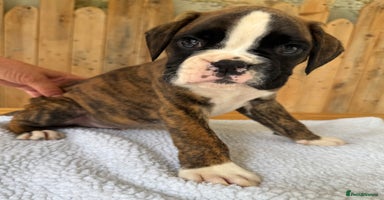 Boxer dogs - Advert 1