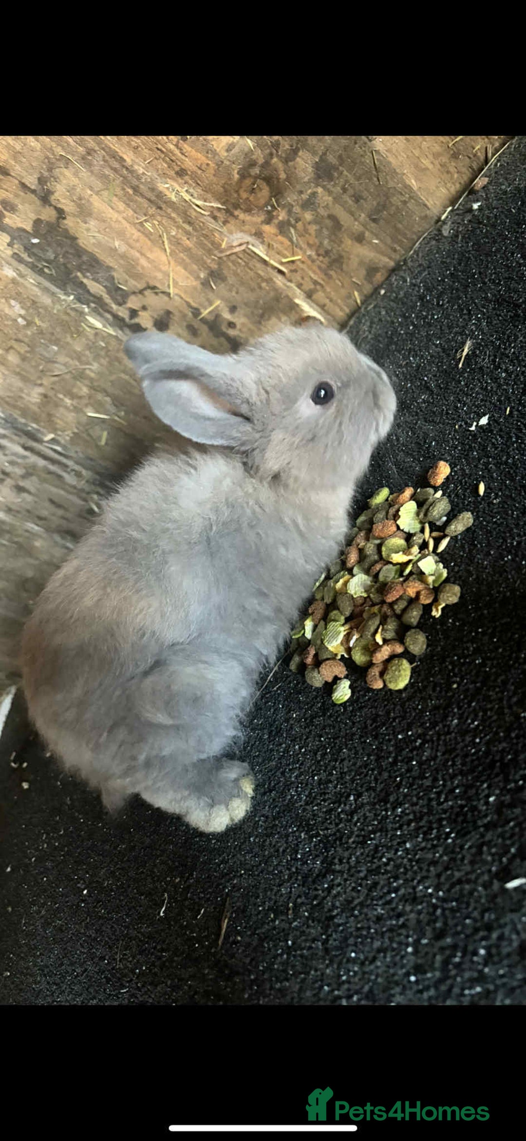 Mini Lop rabbits for sale: Baby mini lop rabbits - Advert 2