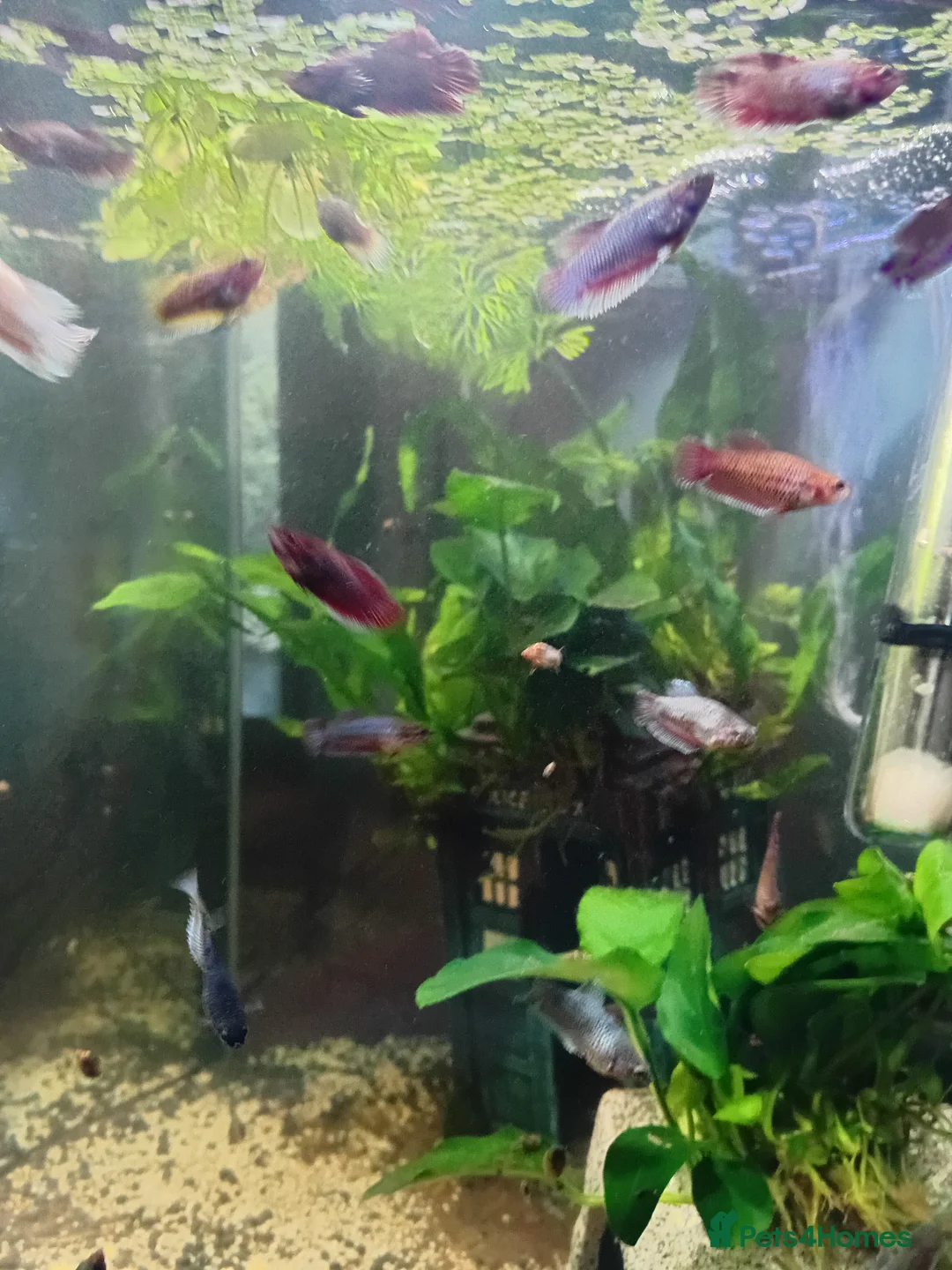 Bettas fish for sale: Female+male Betta fish in Blaydon-on-Tyne - Advert 1