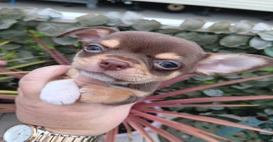 Chihuahua dogs - Advert 1