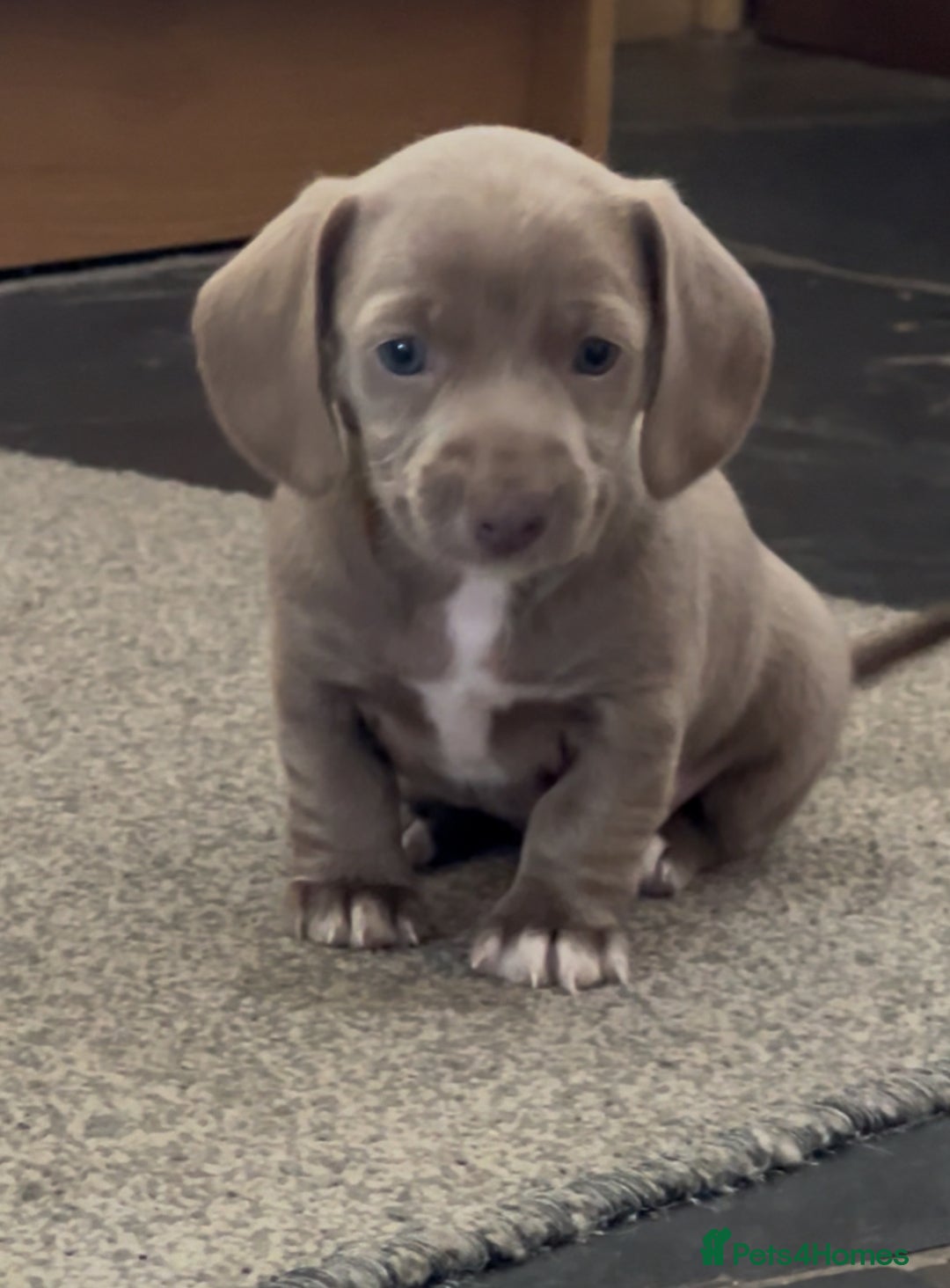 Miniature Dachshund dogs for sale: ✨ THE LAST BEAUTIFULLY BRED KC REG GIRL  - Image 9