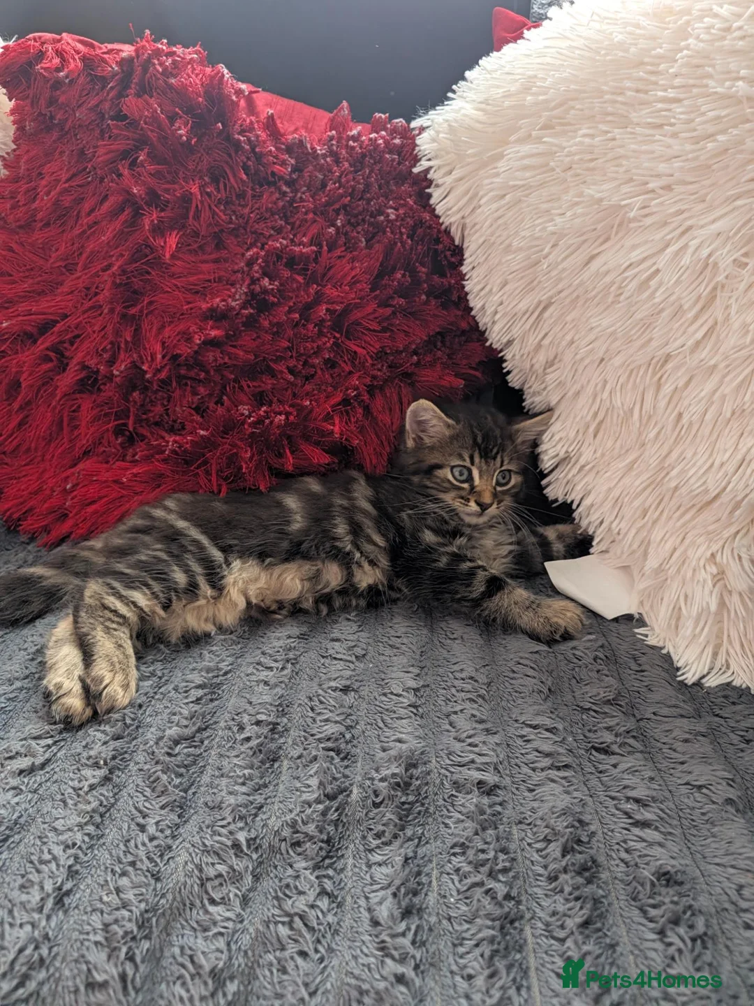 Mixed Breed cats for sale: Kittens  - Advert 39
