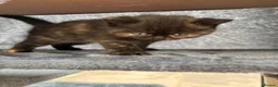 British Shorthair cats for sale: 7 beautiful gccf reg -British short hair kittens  - Advert 11