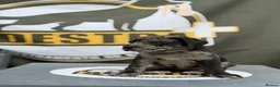 Bandog dogs for sale: Cane Corso Merle Puppies – Loving Gentle Giants - Advert 19