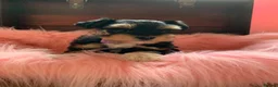 Miniature Schnauzer dogs for sale: 5* LICENSED RKC TOY MINI SCHNAUZERS H/T  - Advert 19