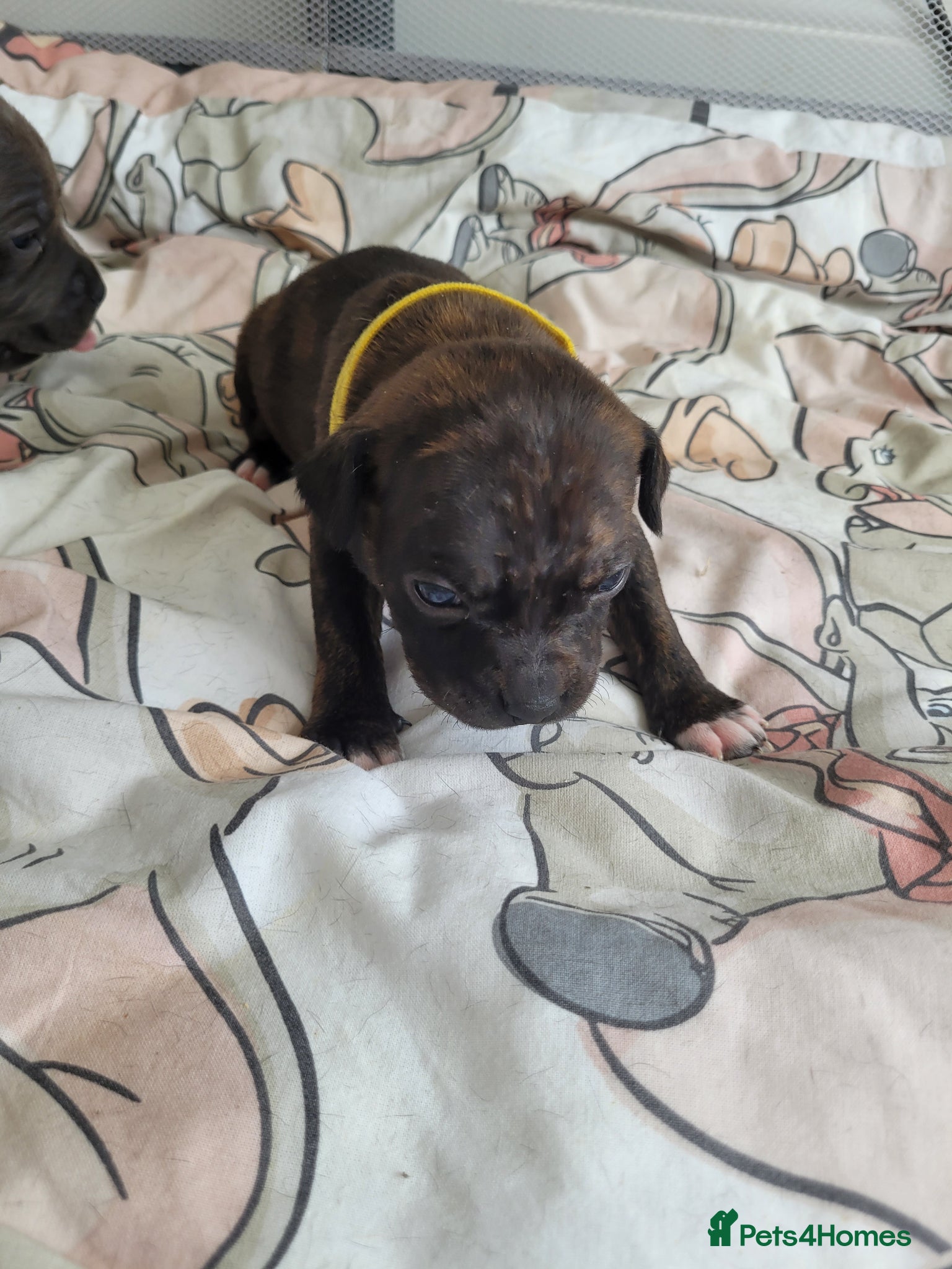 Mixed Breed dogs Staffie cross mastiff - Advert 15