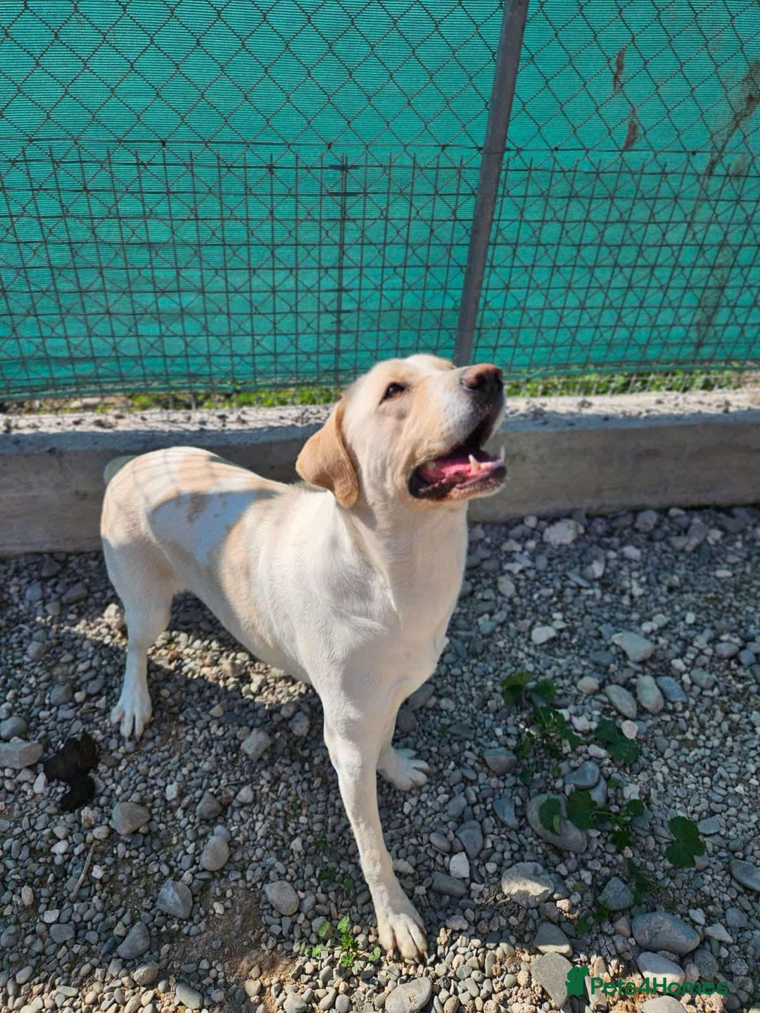 Labrador Retriever dogs for adoption: STORM !  - Image 8