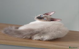 Mixed Breed cats for sale: Two stunning colour point boys ready now  - Image 7
