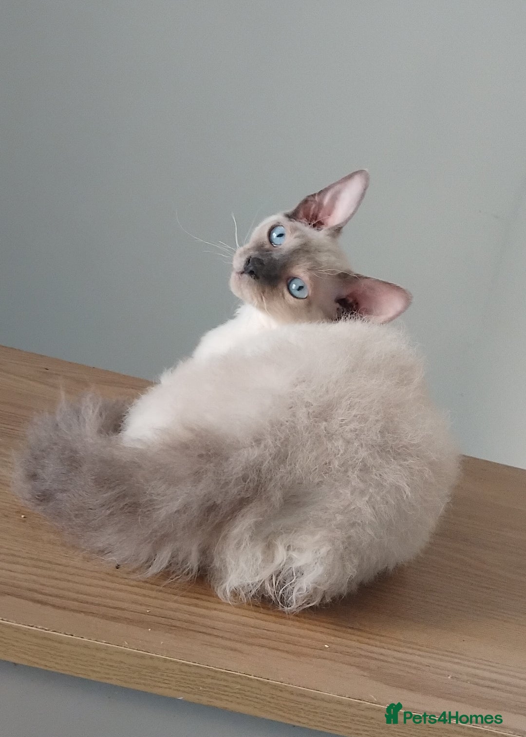Mixed Breed cats for sale: Two stunning colour point boys ready now  - Image 7