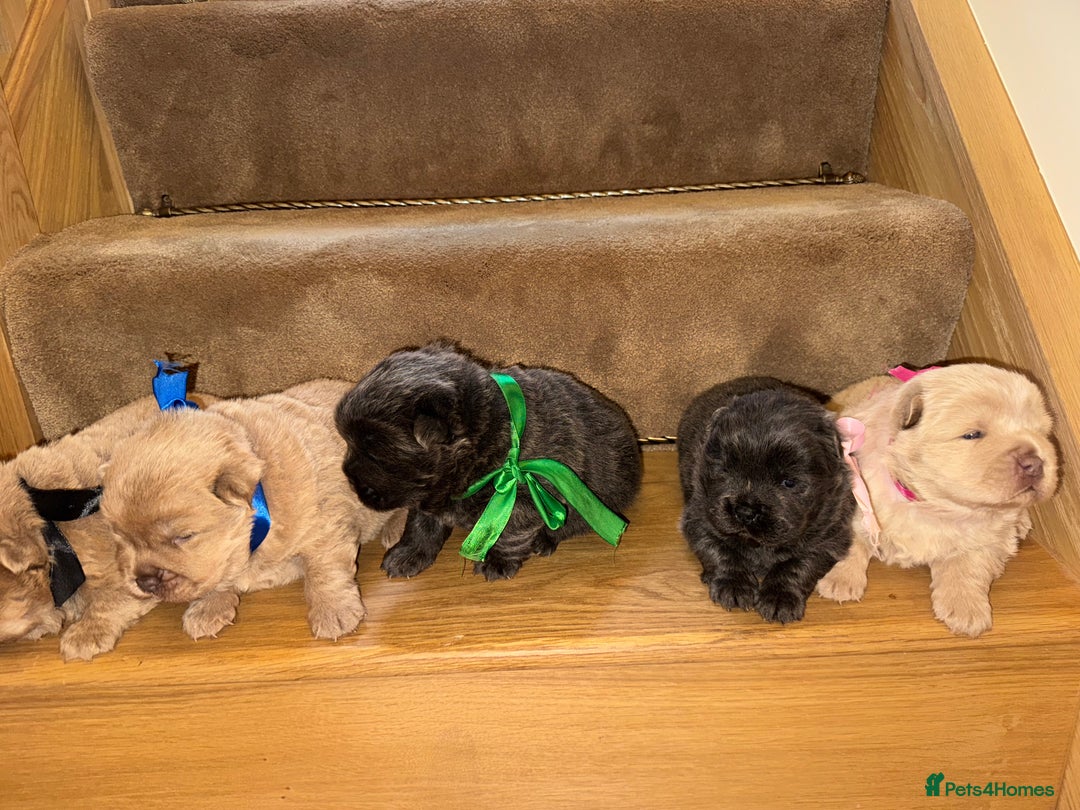 Chow Chow dogs for sale: Stunning kc reg puppies  - Advert 21