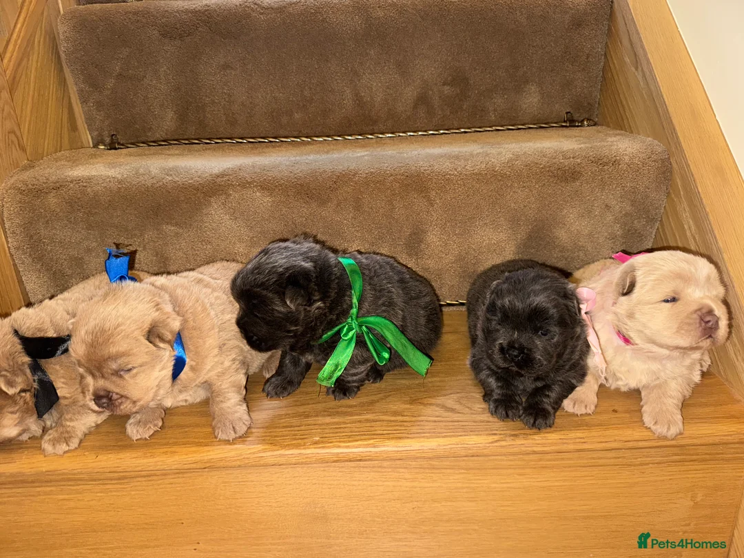 Chow Chow dogs for sale: 3 beautys left ⭐️  - Advert 27