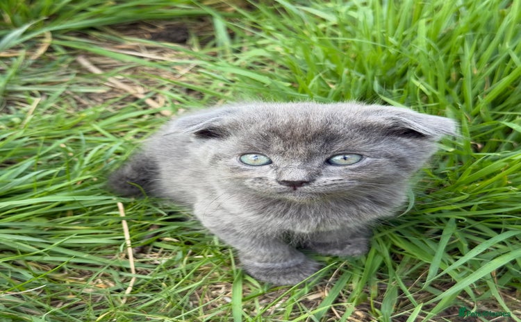 Scottish Fold cats for sale - Advert 1