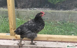 Chickens poultry for sale: rooster 14 10 weeks chicken male cocks Preston - Image 5