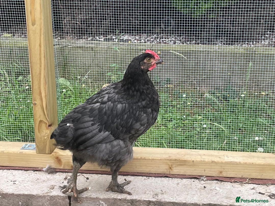 Chickens poultry for sale: rooster 14 10 weeks chicken male cocks Preston - Image 5