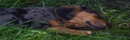 Jackshund dogs for sale: Beautiful family dogs in Bridgwater - Advert 14