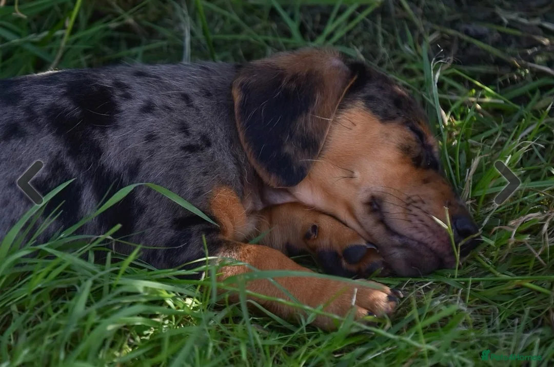 Jackshund dogs for sale: Beautiful family dogs in Bridgwater - Advert 14