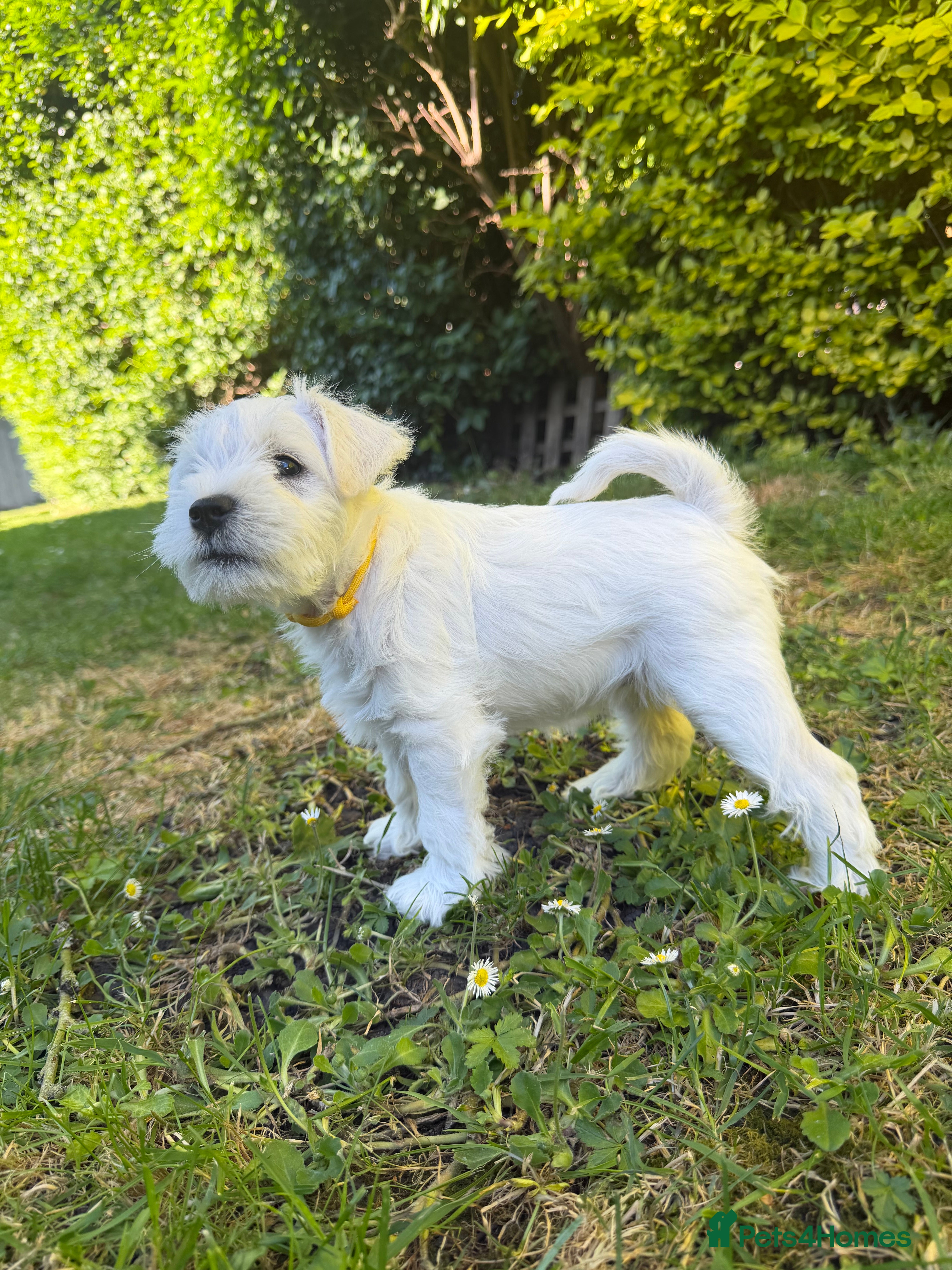 Miniature Schnauzer dogs for sale: Available: 🐾 3 Girls 🐾 2 Boys - Advert 22