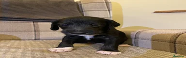 Mixed Breed 5