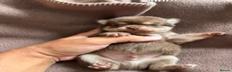 Pomchi dogs for sale: Beautiful unique Pomchi’s  - Advert 26