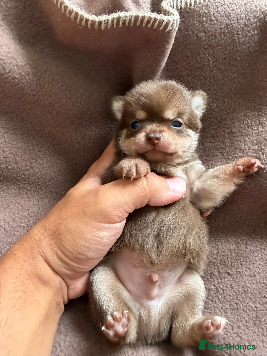Pomchi dogs for sale: Beautiful unique Pomchi’s  - Advert 26