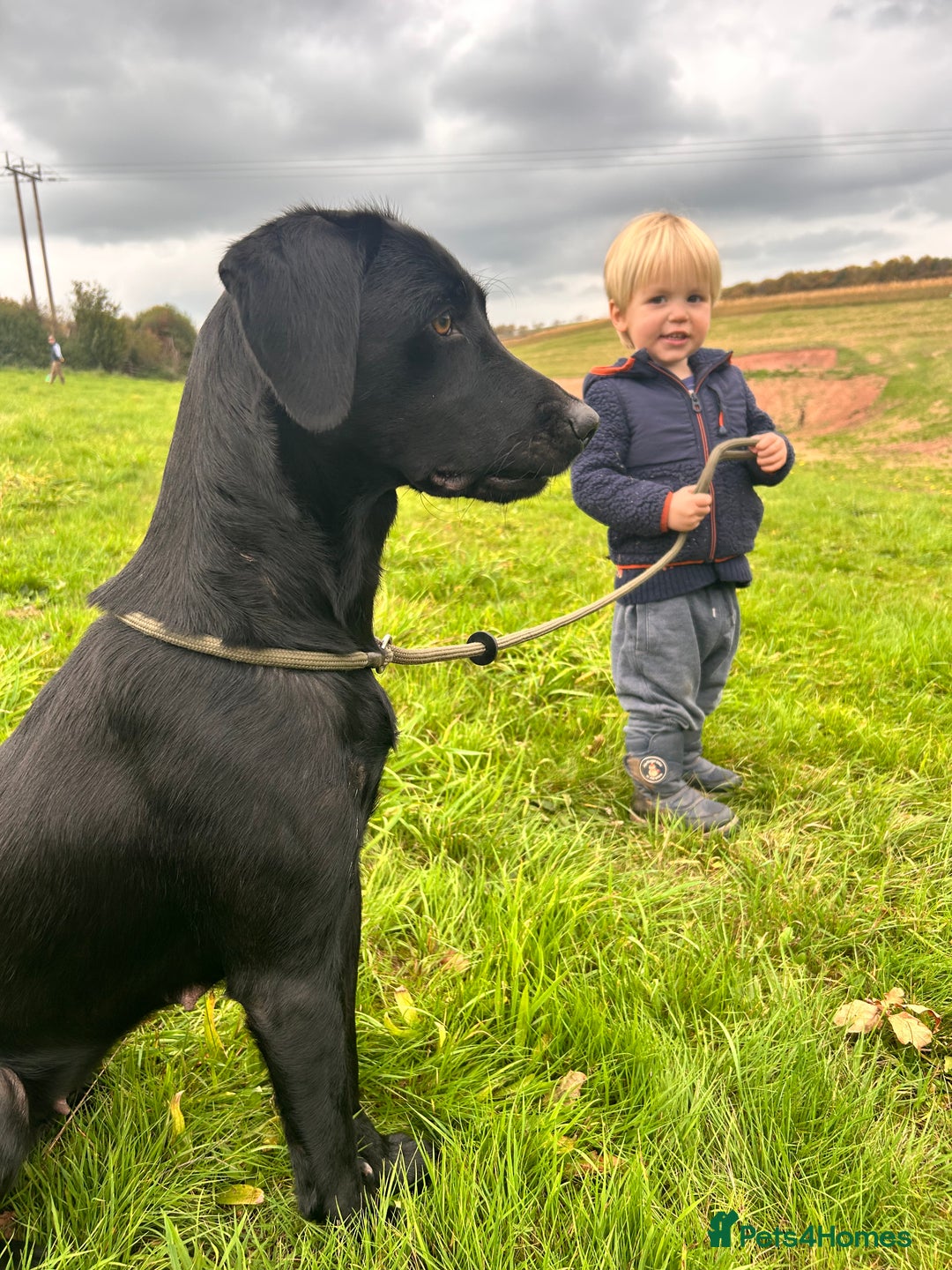 Labrador Retriever dogs for sale: Black Working Lab Puppies  - Image 2