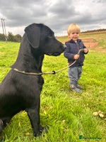 Labrador Retriever dogs - Advert 8