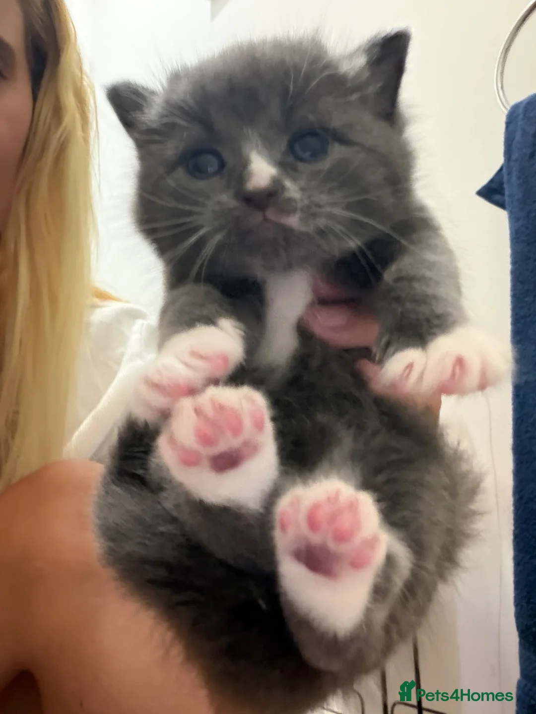 Mixed Breed cats for sale: Stunning fluffy chunky boy kitten grey and white - Advert 1